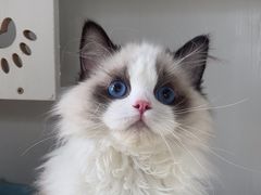 -东方名猫馆·英短金渐层布偶猫舍(环线广场1号楼店)