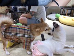 -逗柴咖啡屋·狗咖猫咖宠物桌游