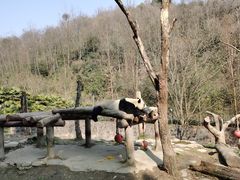 -都江堰中华大熊猫苑