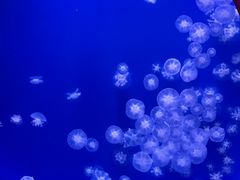 -海合安武汉极地海洋公园