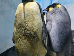 -海合安成都极地海洋公园