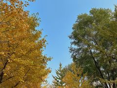 -长白岛森林公园