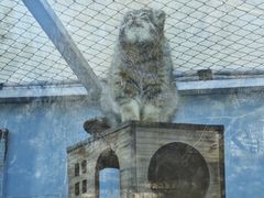 -青藏高原野生动物园