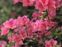 -木兰云雾山
