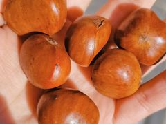 -小叶佳栗子(昌平店)