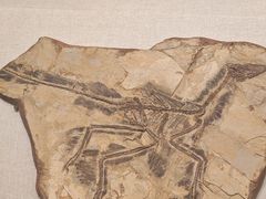 -辽宁古生物博物馆