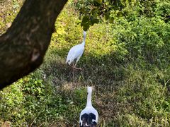 -泉州海丝野生动物世界