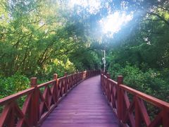 -大亚湾红树林城市湿地公园