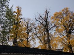 -安亭老街
