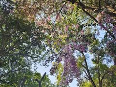 -深圳国际园林花卉博览园