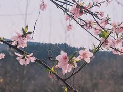 -原山国家森林公园