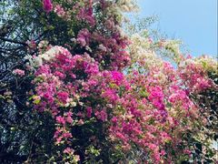 -深圳国际园林花卉博览园