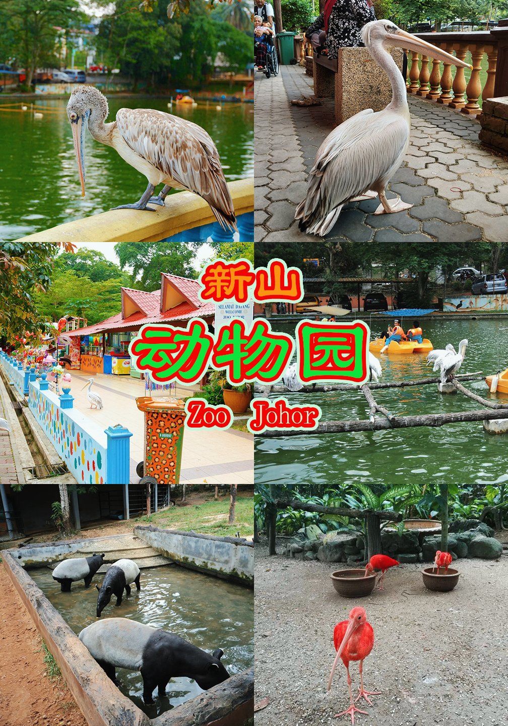 好玩又便宜7815丨新山动物园