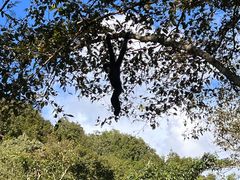-普洱太阳河森林公园