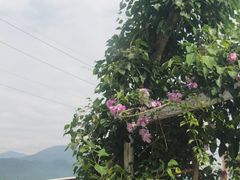 -瑞穗牧场