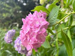 -西湖风景区-江洋畈生态公园