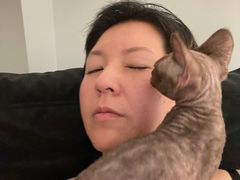-momokira米努特·德文卷毛猫·棉花面纱犬