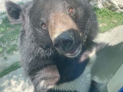 -栾川竹海野生动物园