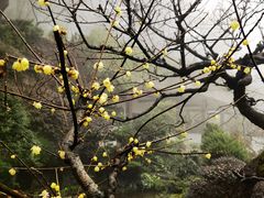 -南山植物园