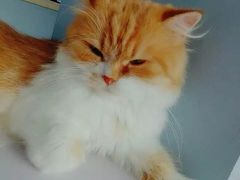 喵星人-喵的天空名猫咖啡馆·撸猫·猫舍·用品