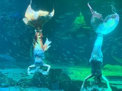 -海合安成都极地海洋公园