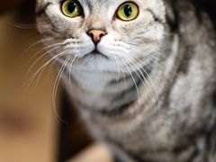 -瑞派康怡24h宠物医院·犬猫医疗中心·微创绝育(瑞景分院)