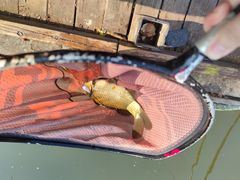 -酷鱼垂钓CLUB(朝阳区博大路店 )