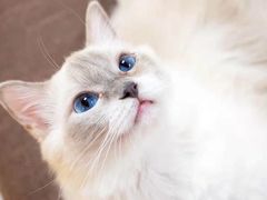 -猫和宫(六道口店)