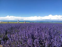 -青海湖国家重点风景名胜区