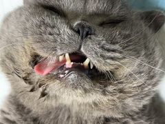 -乐琪宠物医院·犬猫专科·骨外科·急重症