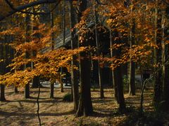 -上海共青森林公园