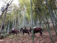 -藏龙百瀑风景区