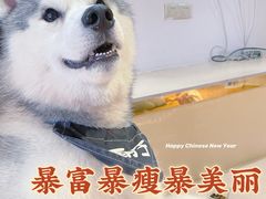-Husky Go! 哈士奇体验馆·宠物咖啡厅狗咖