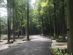 -东平国家森林公园