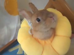 -爱侣宠医·鹦鹉专科·小型哺乳类·异宠专科(灵石路店)