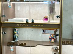 -翊宠yipet猫狗购宠庄园犬舍•猫舍