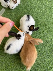 点击看大图 -萌宠亲子动物乐园(槐房万达店)