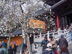 -灵谷景区