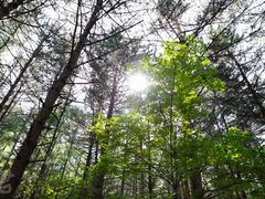 -帽儿山国家森林公园