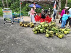 -东郊椰林