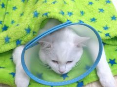 -凯特喵百思猫专科医院