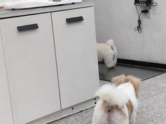 -四月宠物医院·猫专科·心脏专科·内科(转塘店)