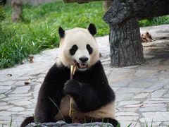 -卧龙中华大熊猫苑神树坪基地
