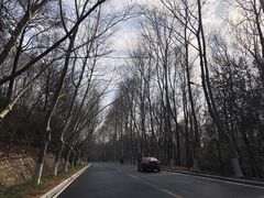 -灵谷景区