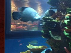 -迪拜帆船酒店海底餐厅