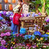 在花海里吃火锅是一种什么体验⁉