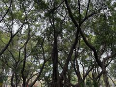 -王借岗森林公园
