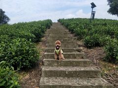 -帐篷客·溪龙茶谷度假酒店