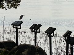 -金鸡湖桃花岛