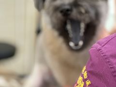 -暖阳宠物医院·犬猫康复中心·骨科